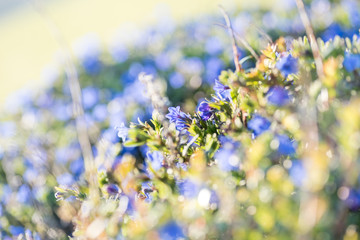 Fototapeta premium Beautiful flowers on meadow with bokeh