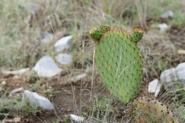 prickly pear with fruits