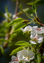 Beautiful flowers. Fresh green plants