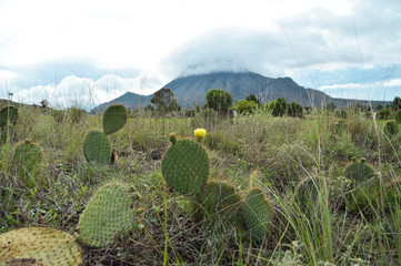 prickly pears with mountain in background