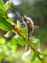 Fly, insect on a green branch, after rain. Closeup, blurred background