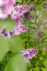 Lilac flowers bunch over blurred background. Beautiful violet Lilac flower. Nature background.