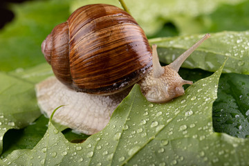 Helix pomatia on wet maple leaves. Snail on a forest path in the forest.