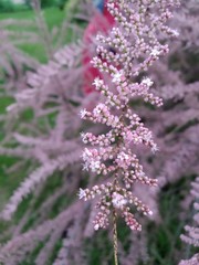 Obraz premium Flower