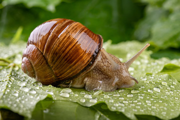 Helix pomatia on wet maple leaves. Snail on a forest path in the forest.