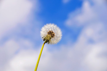 Dandelion seed head against the blue sky with white clouds. Beautiful dandelion,