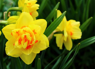 Wonderful terry yellow-orange daffodils or narcissus flower close-up. The perfect image for springtime background. Selective focus