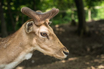 deer staring straight back at the camera -