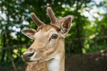 deer staring straight back at the camera -