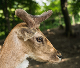 deer staring straight back at the camera -