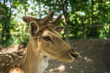 deer staring straight back at the camera -