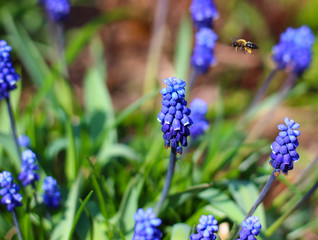 Bee flies for honey and pollen among blue flowers of Armenian grape hyacinth 'Muscari armeniacum' in the garden. Selective focus. Defocused and blurred springtime natural background