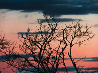 Obraz premium branches against sunset on winter