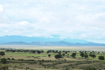 mountains landscape with trees in foreground