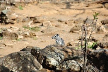 Rock Cavy