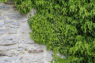 Green leaves of wild grapes weaving on a stone wall