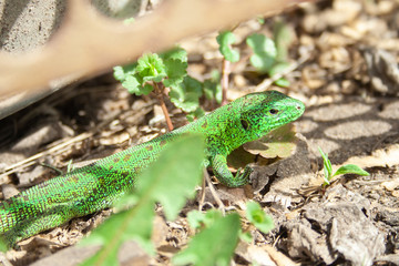 Beautiful little green lizard hiding from people at sunny day.