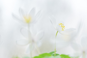 Early spring wild flowers, wood anemone. Flower background with copy space.
