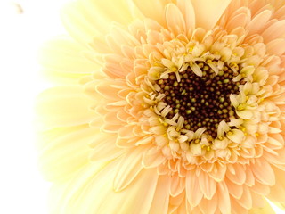 gerbera geel close-up