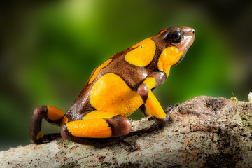Poison dart frog, Oophaga histrionica. A small poisonous animal from the rain forest of Colombia....