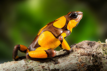 Poison dart frog, Oophaga histrionica. A small poisonous animal from the rain forest of Colombia. depicting bright yellow warning colors