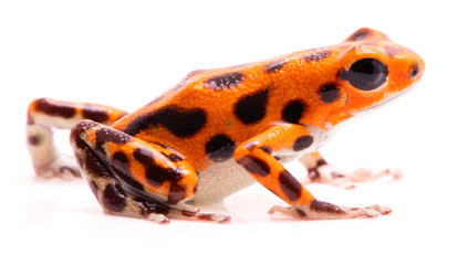 Poison dart frog,. Tropical poisonous orange rain forest animal, Oophaga pumilio isolated on a white background.