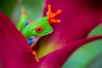 Fototapeten rotäugiger Laubfrosch Costa Rica © kikkerdirk