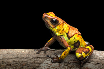 Poison dart frog, Oophaga histrionica. A small poisonous animal from the rain forest of Colombia.