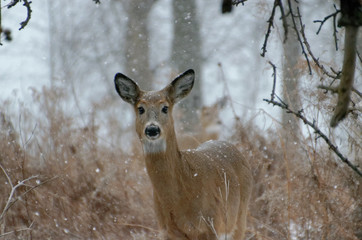 White-tailed Deer - Ontario, Canada
