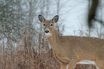White-tailed Deer - Ontario, Canada