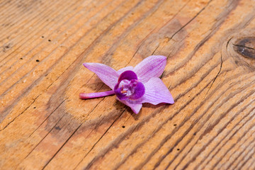 Purple orchid on wood table