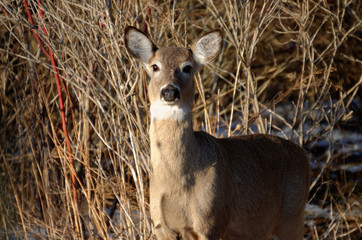 White-tailed Deer - Ontario, Canada