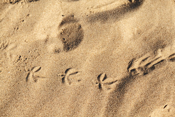 Fototapeta na wymiar Bird tracks in the sand. Textured background