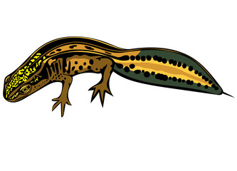 Palmate illustration