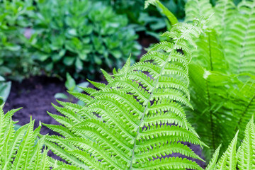 young green fern leaves at dark background. plant at garden..