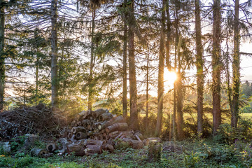 Brennholz © focus finder