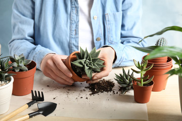 Woman transplanting home plant into new pot at table, closeup