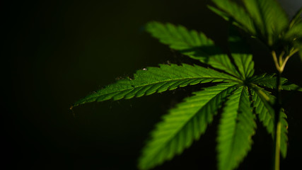  	A green, large sheet of cannabis.The backlit, evening light hemp leaves.Green leaves glow in the sun.Green leaves glow in the sun.Large leaves.Fragment for advertising, medicinal herbs.