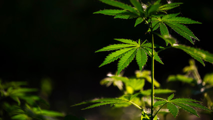  	A green, large sheet of cannabis.The backlit, evening light hemp leaves.In the sun, hemp is swaying.Forest thickets.Green leaves glow in the sun.