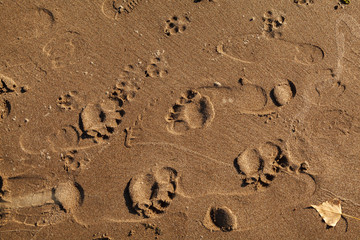 Human footprints in the sand on the beach, texture background