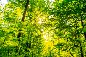Fototapeta premium The sun emerges form the tree.