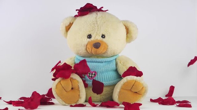 plush toy bear on a white background with a red roses