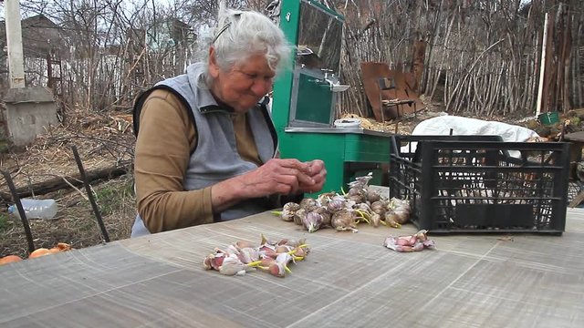 An old woman with gray hair picks up and cleans garlic before cooking or planting in the ground on the street, life on an old farm, her own harvest