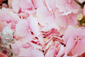 pink flowers of hydrangea close-up. Natural hydrangea flowers background.