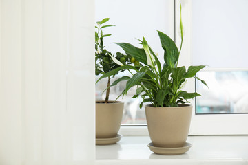 Beautiful exotic plants on window sill. Home decor