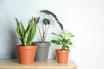 Exotic potted plants on table near light wall. Home decor