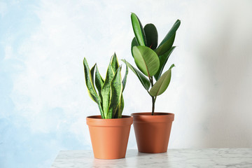 Exotic potted plants on table near light wall. Home decor