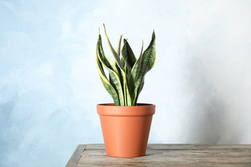 Beautiful sansevieria plant in pot on table near color wall. Home decor