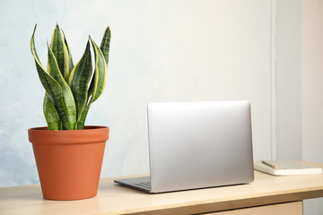 Sansevieria plant in pot, laptop and notebook on table near light wall. Home decor
