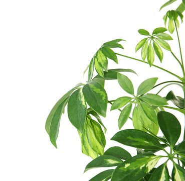 Beautiful schefflera plant on white background. Home decor